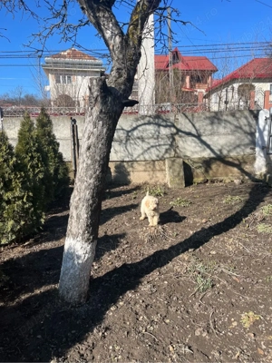 Lagotto Câini de trufe  - imagine 5