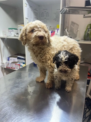 Lagotto Câini de trufe  - imagine 3