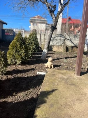 Lagotto Câini de trufe  - imagine 4