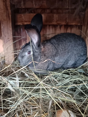 Mascul uriaș german gri - imagine 4