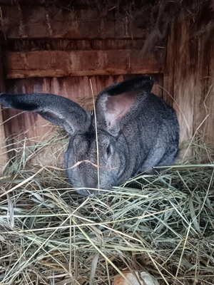 Mascul uriaș german gri