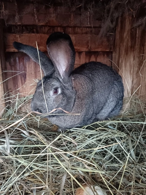 Mascul uriaș german gri - imagine 2