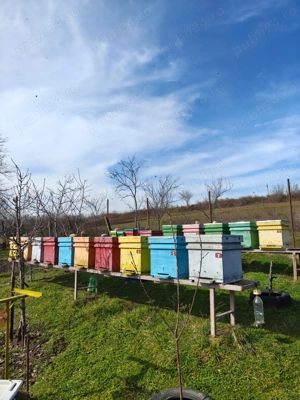 Stupi - Familii albine