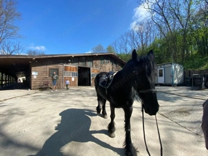 Domeniul Herneacova - imagine 18