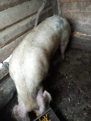 scroafa de vanzare - imagine 2