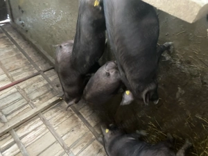 Vand porci  - imagine 2