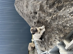 Femelă Kangal (7 săptămâni) - imagine 3