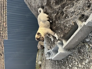 Femelă Kangal (7 săptămâni) - imagine 2