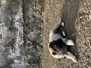 Femelă Kangal (7 săptămâni) - imagine 5