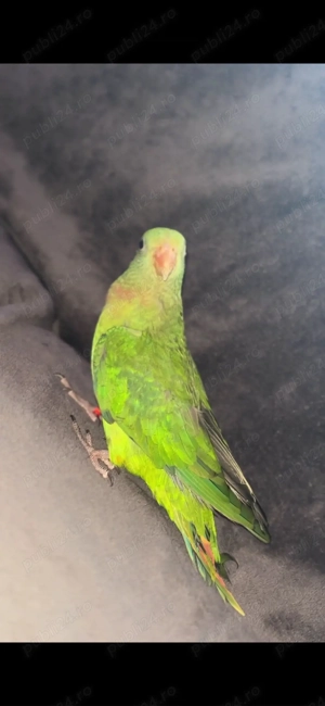 Papagal barraband  - imagine 3