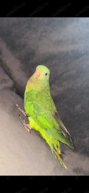 Papagal barraband  - imagine 2