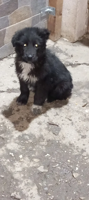 Cățelușa baracă (mustacioasa) și câini de bucovina  - imagine 2