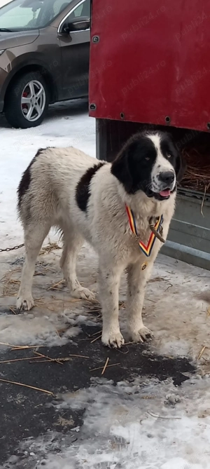Cățelușa baracă (mustacioasa) și câini de bucovina  - imagine 4