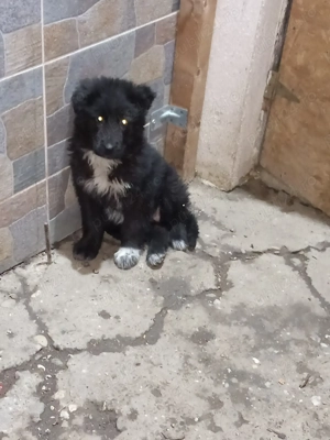 Cățelușa baracă (mustacioasa) și câini de bucovina  - imagine 3