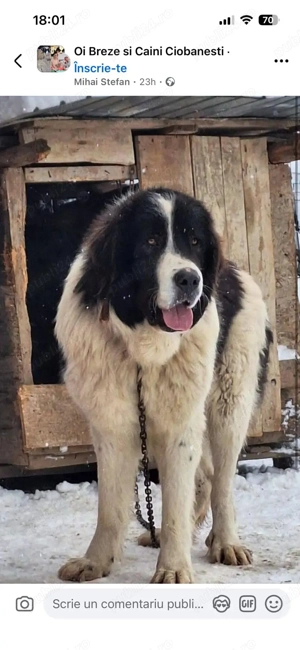 Cățelușa baracă (mustacioasa) și câini de bucovina  - imagine 5