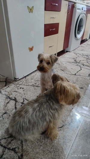 Fetiță de 5 luni îs caută o familie iubitoare.Are cip  si toate vaccinurile la zi.