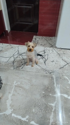 Fetiță de 5 luni îs caută o familie iubitoare.Are cip  si toate vaccinurile la zi. - imagine 3