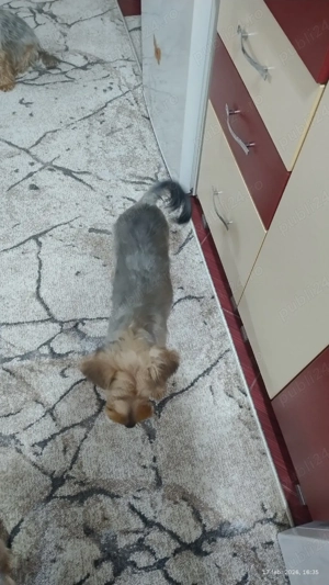 Fetiță de 5 luni îs caută o familie iubitoare.Are cip  si toate vaccinurile la zi. - imagine 4