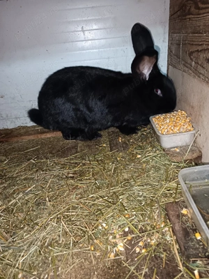 Vand iepuroaica pentru taiat  - imagine 3