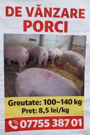 vnd porcii - imagine 3