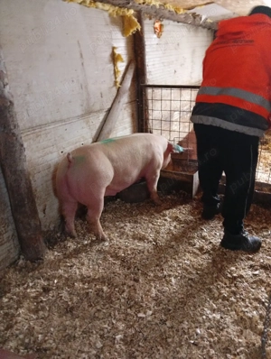 vnd porcii - imagine 2