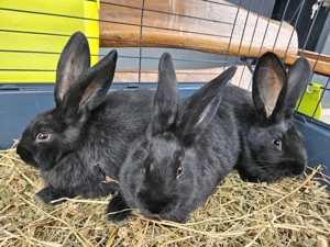 iepuri fluturi germani  - imagine 2