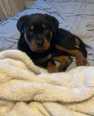 Căței Rottweiler - imagine 2