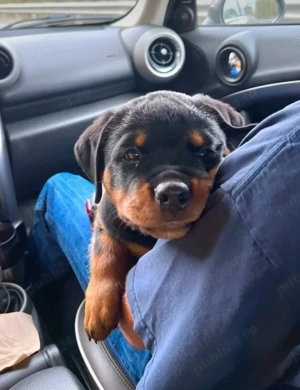 Căței Rottweiler - imagine 3