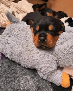 pui Rottweiler 