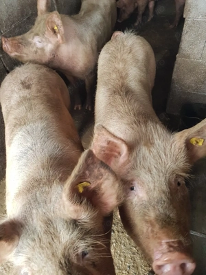 vand porci - imagine 4