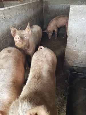 vand porci - imagine 3