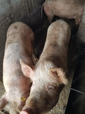 vand porci - imagine 2