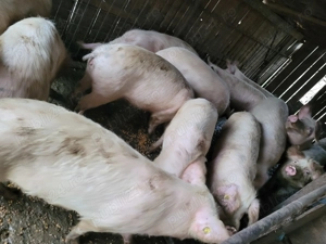 Porci de vânzare  - imagine 2