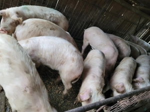 Porci de vânzare  - imagine 3