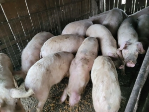 Porci de vânzare 