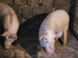 Soldani de vânzare  - imagine 2