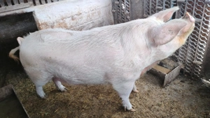 Scroafa spre vinzare! - imagine 2