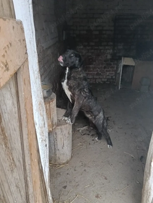 Catea Cane Corso varsta 6 luni