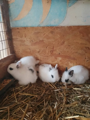 Iepuri pitici ,,cap de leu" - imagine 3