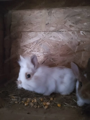 Iepuri pitici ,,cap de leu" - imagine 2