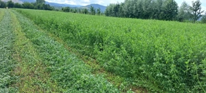 vând baloti rotunzi de lucernă 