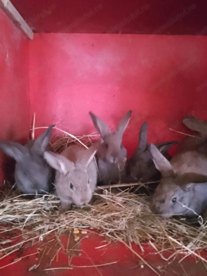 Iepuri pitici ,,cap de leu" - imagine 4