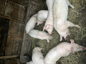 Grăsuni de vânzare  - imagine 3