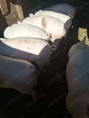 Grăsuni de vânzare  - imagine 4