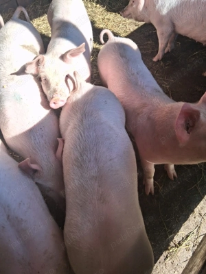 Grăsuni de vânzare  - imagine 5