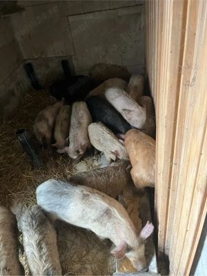 vand purcei 16 buc de 10 saptamani 