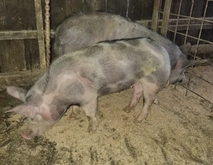 Disponibili 2 scrofițe 