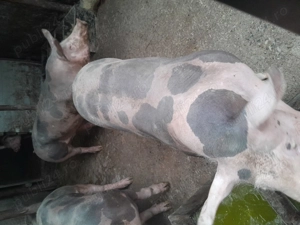 Porci de vanzare - imagine 2