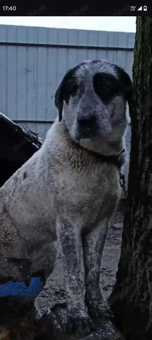 Bucovina&Asia - imagine 2