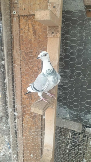 Ocazie! Vand femela voiajor sport 2025, linie Polonia TOP! - imagine 5